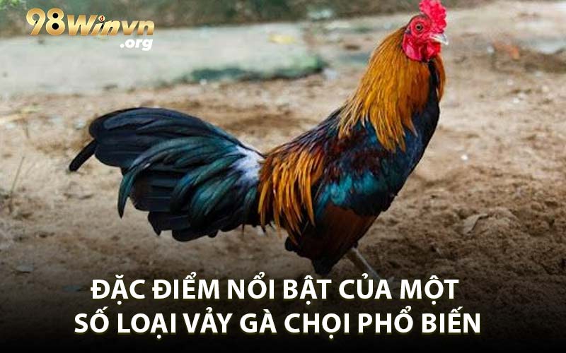 Đặc Điểm Nổi Bật Của Một Số Loại Vảy Gà Chọi Phổ Biến